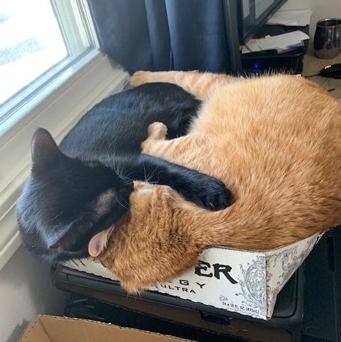 Two cats cuddled together close in a white Monster Energy box. One cat is all black with a paw out and hugging the other cat, with their head on top of the other cat. The other cat is an orange tiger cat with their head tucked under the black cat's head.